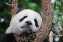 大熊猫视频吃蓝瓜,蓝瓜新宠亮相