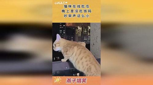 晚上吵架吃瓜现场视频在线观看,吃瓜群众围观一幕 晚上吵架吃瓜现场视频在线观看,吃瓜群众围观一幕
