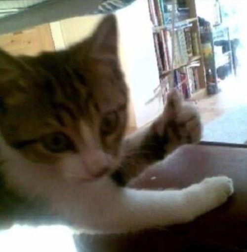 带你吃瓜搞笑猫咪视频,萌态百出笑翻网友 带你吃瓜搞笑猫咪视频,萌态百出笑翻网友