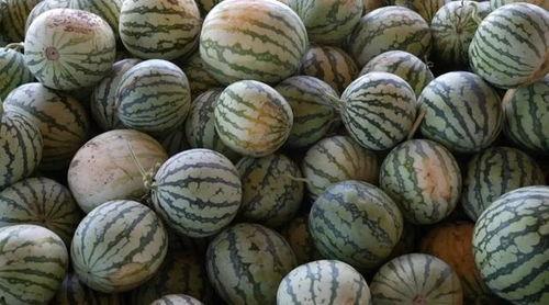 吃西瓜的视频从瓜里面拍,一窥西瓜内部奇妙世界