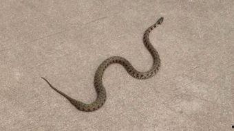 辛安小蛇吃瓜视频大全下载,趣味横生的娱乐盛宴